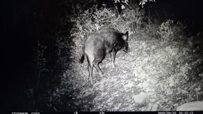Sanglier Sus scrofa Linnaeus, 1758