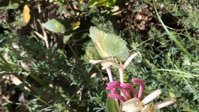 Citron de Provence (Le), Cléopâtre (La), Piéride C Gonepteryx cleopatra (Linnaeus, 1767)