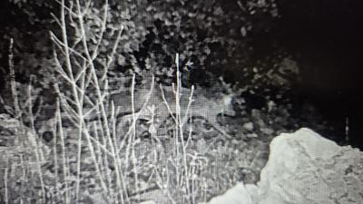 Renard roux Vulpes vulpes (Linnaeus, 1758)