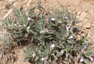 Bugle Ivette, Ivette-musquée Ajuga iva (L.) Schreb., 1773