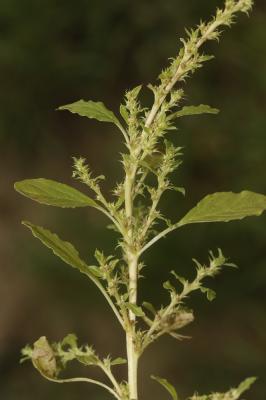 Amarante albus, Amarante blanche Amaranthus albus L., 1759