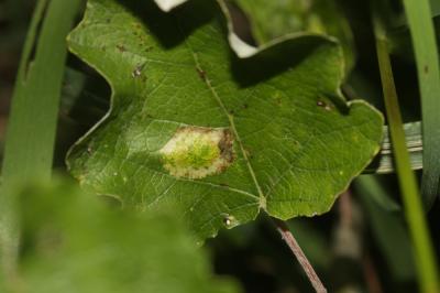  Phyllonorycter comparella (Duponchel, 1843)