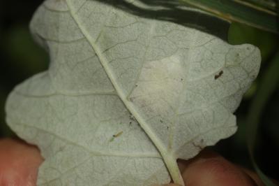 Phyllonorycter comparella (Duponchel, 1843)