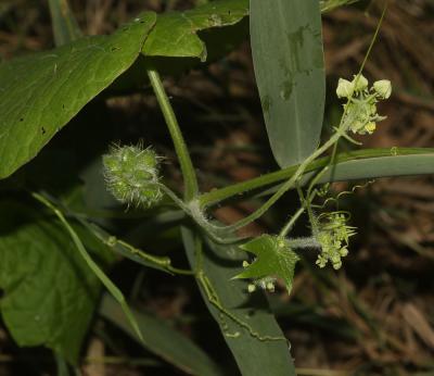 Sicyos anguleux, Concombre anguleux Sicyos angulata L., 1753