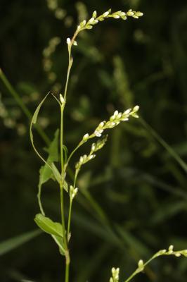 Renouée douce Persicaria mitis (Schrank) Assenov, 1966