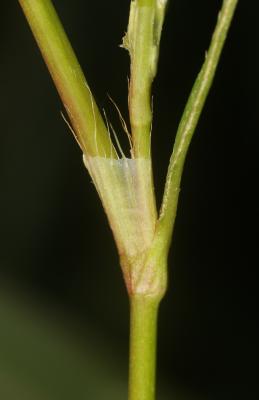 Renouée douce Persicaria mitis (Schrank) Assenov, 1966