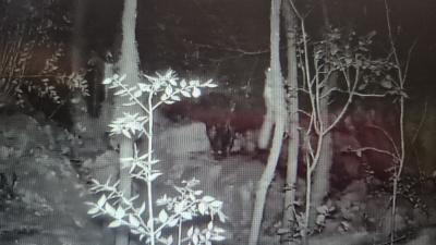 Écureuil roux Sciurus vulgaris Linnaeus, 1758