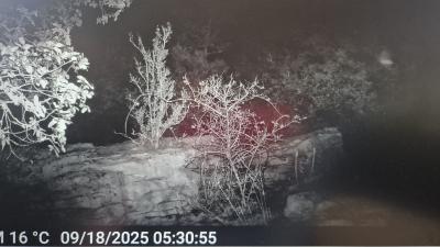 Chiroptères Megachiroptera 