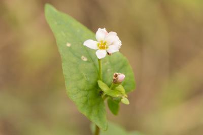 Sarrasin commun Fagopyrum esculentum Moench, 1794