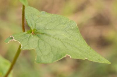 Sarrasin commun Fagopyrum esculentum Moench, 1794