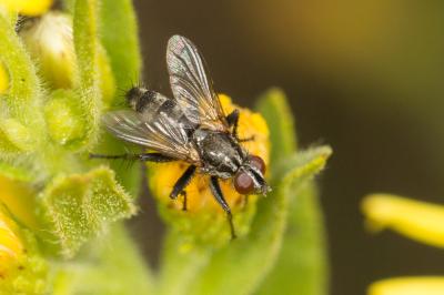  Stevenia deceptoria (Loew, 1847)