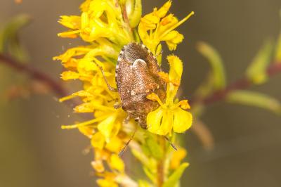  Staria lunata (Hahn, 1835)