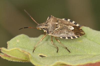  Codophila varia (Fabricius, 1787)