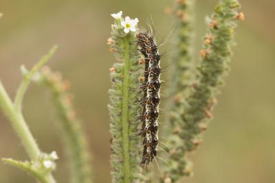 Gentille (La), Ecaille du Myosotis (L') Utetheisa pulchella (Linnaeus, 1758)