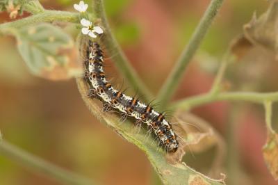Gentille (La), Ecaille du Myosotis (L') Utetheisa pulchella (Linnaeus, 1758)