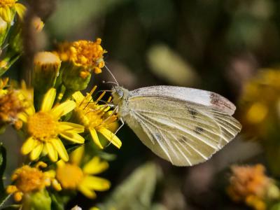 Piéride de la Rave (La), Petit Blanc du Chou (Le), Pieris rapae (Linnaeus, 1758)