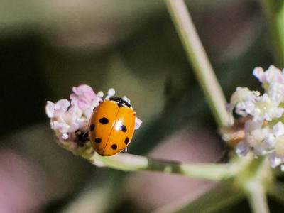Coccinelle des friches Hippodamia variegata (Goeze, 1777)