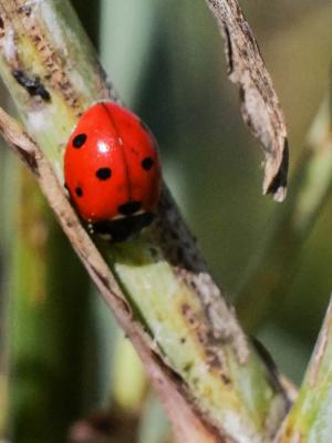 Coccinelle à 7 points, Coccinelle, Bête à bon Dieu Coccinella septempunctata Linnaeus, 1758