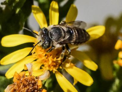  Megachile pilidens Alfken, 1924