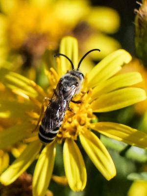  Halictus fulvipes (Klug, 1817)