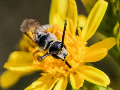  Halictus fulvipes (Klug, 1817)