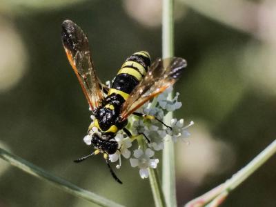  Tenthredo marginella Fabricius, 1793
