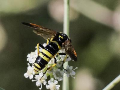  Tenthredo marginella Fabricius, 1793