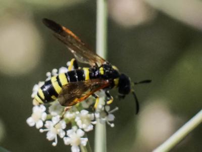  Tenthredo marginella Fabricius, 1793