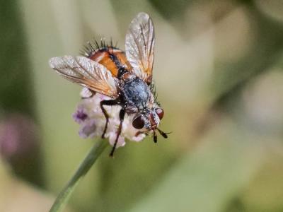  Tachina fera (Linnaeus, 1760)