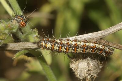 Gentille (La), Ecaille du Myosotis (L') Utetheisa pulchella (Linnaeus, 1758)