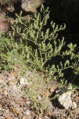 Euphraise visqueuse, Odontitès visqueux Odontites viscosus (L.) Clairv., 1811