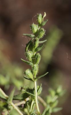 Euphraise visqueuse, Odontitès visqueux Odontites viscosus (L.) Clairv., 1811