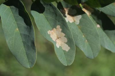  Parectopa robiniella Clemens, 1863