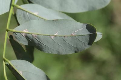  Parectopa robiniella Clemens, 1863