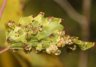 Phylloxera de la vigne Daktulosphaira vitifoliae (Fitch, 1855)