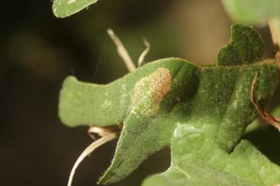  Phyllonorycter roboris (Zeller, 1839)