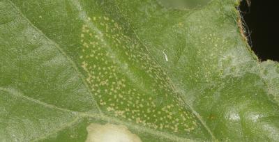  Phyllonorycter roboris (Zeller, 1839)