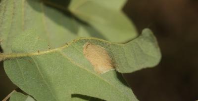  Phyllonorycter roboris (Zeller, 1839)