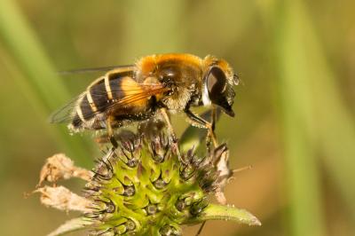  Eristalis jugorum Egger, 1858