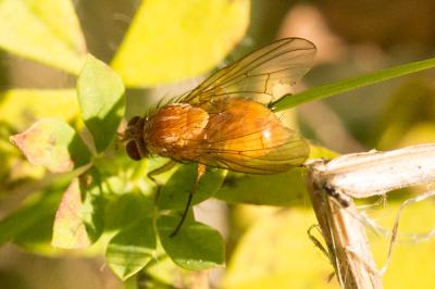  Phaonia pallida (Fabricius, 1787)