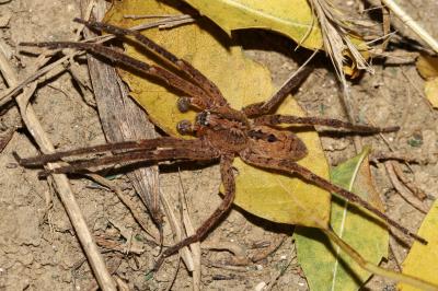 Zoropse à pattes épineuses Zoropsis spinimana (Dufour, 1820)
