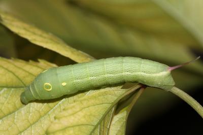 Sphinx Phoenix (Le) Hippotion celerio (Linnaeus, 1758)