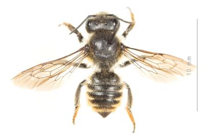  Megachile pyrenaea Pérez, 1890