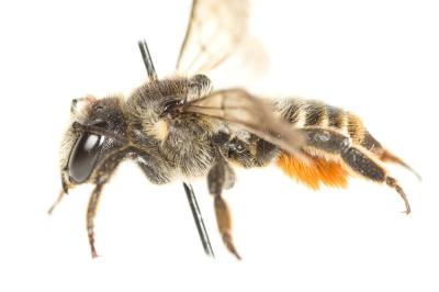  Megachile pyrenaea Pérez, 1890