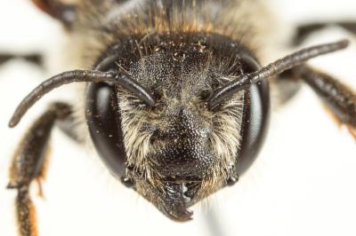  Megachile pyrenaea Pérez, 1890