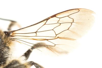  Megachile pyrenaea Pérez, 1890