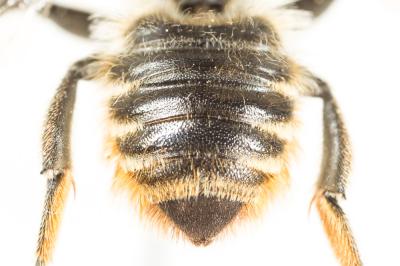  Megachile pyrenaea Pérez, 1890