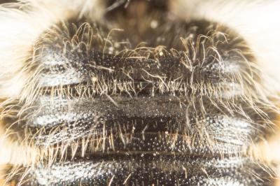  Megachile pyrenaea Pérez, 1890