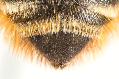  Megachile pyrenaea Pérez, 1890