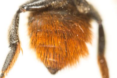  Megachile pyrenaea Pérez, 1890